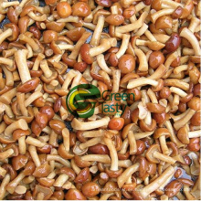 IQF Pholiota Nameko Mushroom